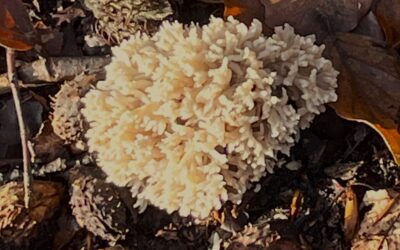 2025 – 1 Het ivoorkoraaltje