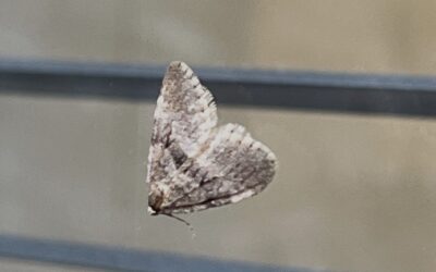 2024 – 50 De kleine wintervlinder