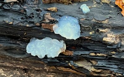 2024 – 51 De klontjestrilzwam