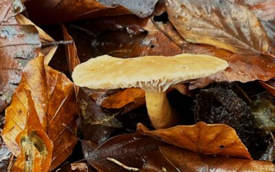 2025 – 2 De bitterzoete melkzwam