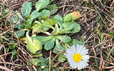 2025 – 3 Het madeliefje