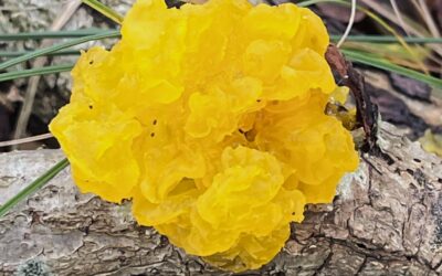 2025 – 4 De gele trilzwam