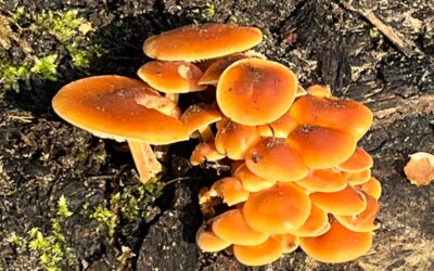 2025 – 7 Het gewoon fluweelpootje