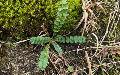 2025 – 9 De kleine pimpernel