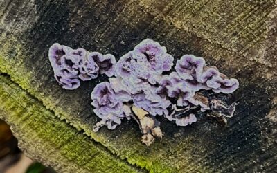 2025 – 8 De paarse korstzwam