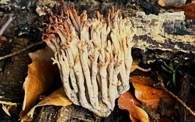 2025 – 6 De rechte koraalzwam