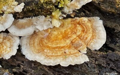 2025 – 11 Het gezoneerd elfenbankje