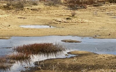 2025 – 13 De kievit