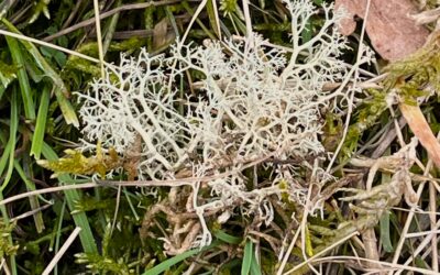 2025 – 12 Open rendiermos