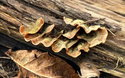 2025 – 10 De waaierkorstzwam