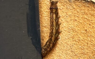 2025 – 14 Het zwart weeskind