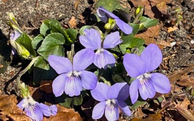 2025 – 18 Het Bleeksporig bosviooltje