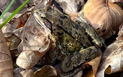 2025 – 15 De bruine kikker