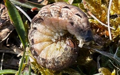 2025 – 17 De huismoeder