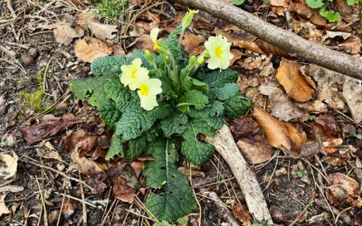 2025 – 16 De stengelloze sleutelbloem