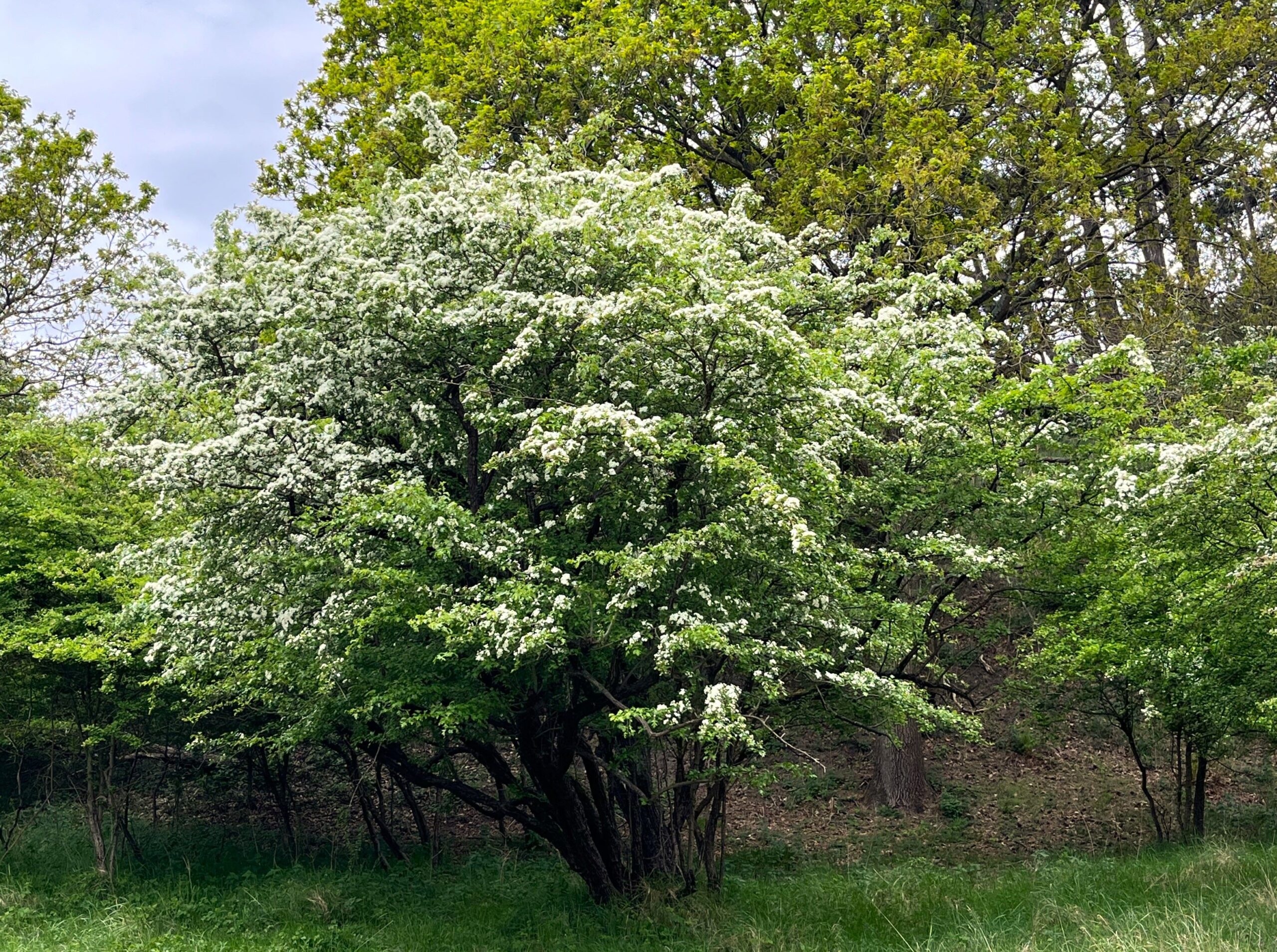 2025 – 20 Meidoorn