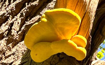 2025 – 21 Zwavelzwam