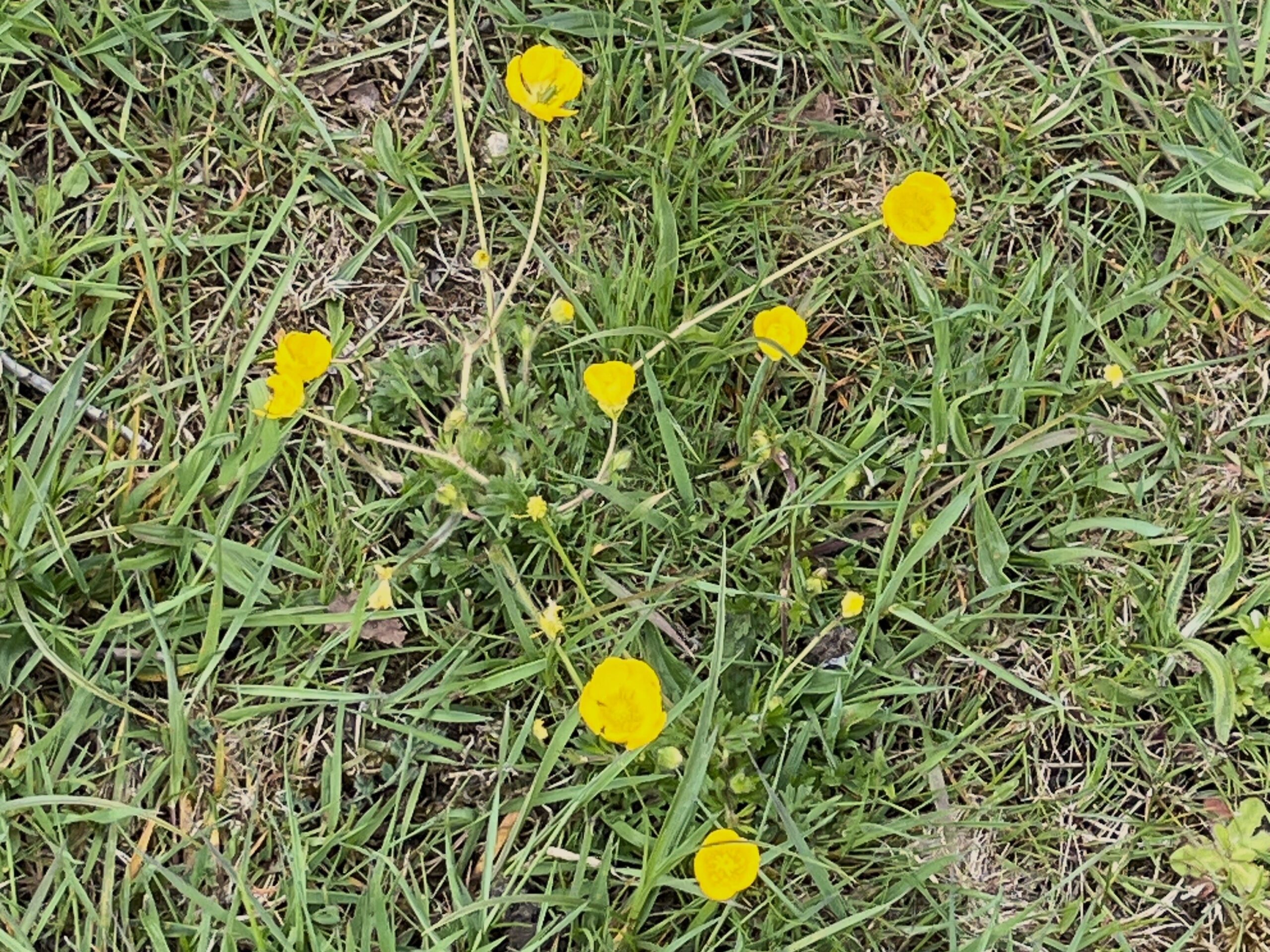 2025 – 25 De knolboterbloem