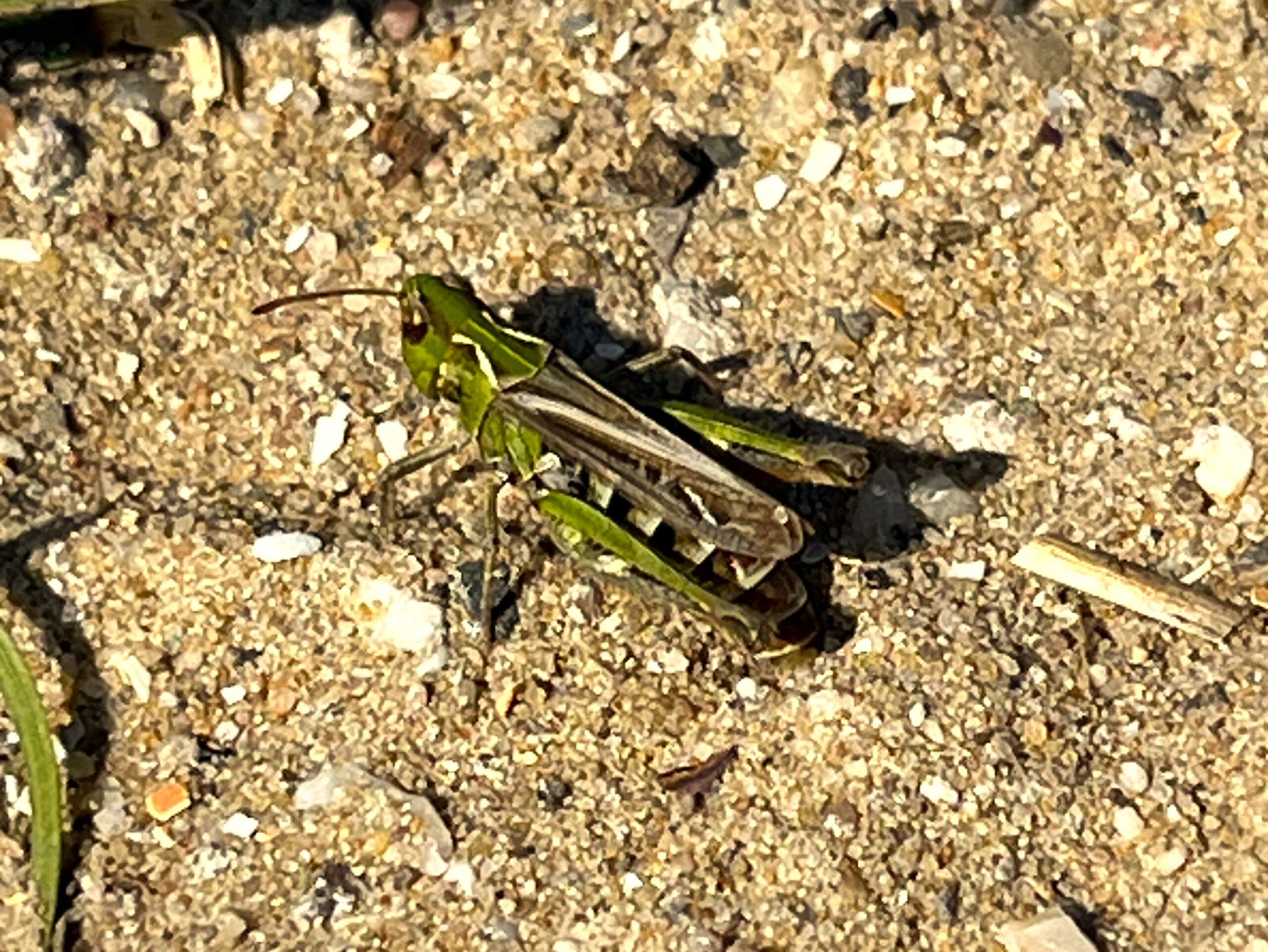 2025 – 27 Het knopsprietje