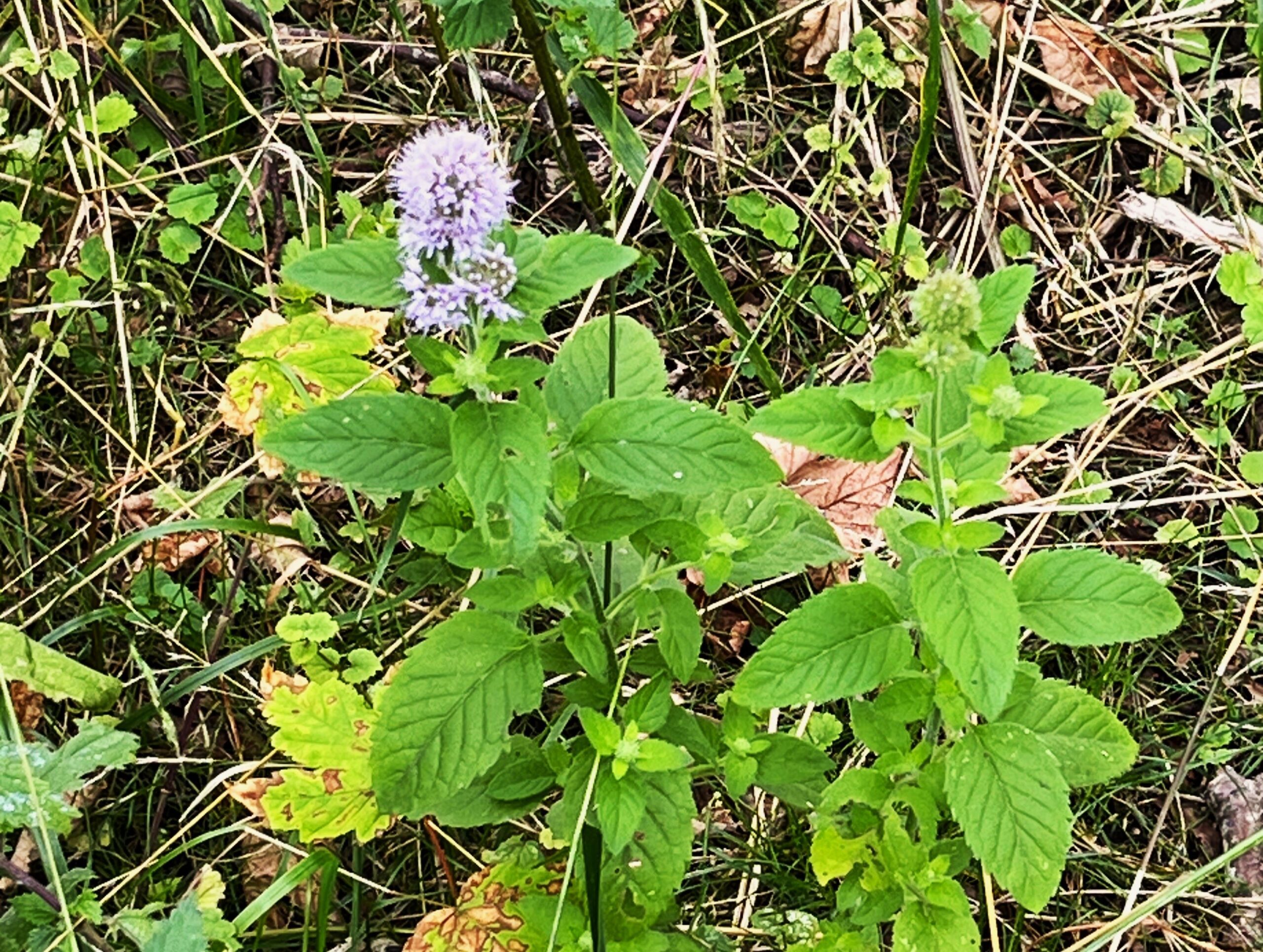 2025 – 31 Watermunt