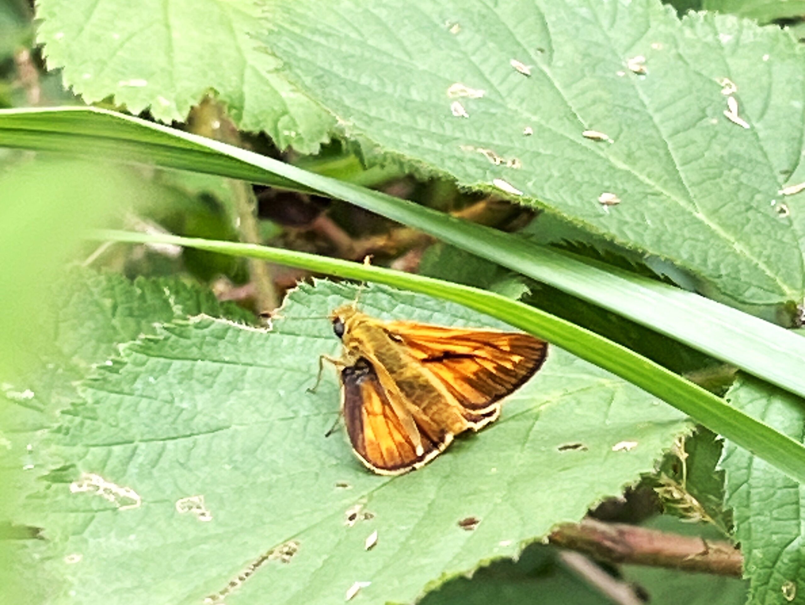 2025 – 33 Het groot dikkopje