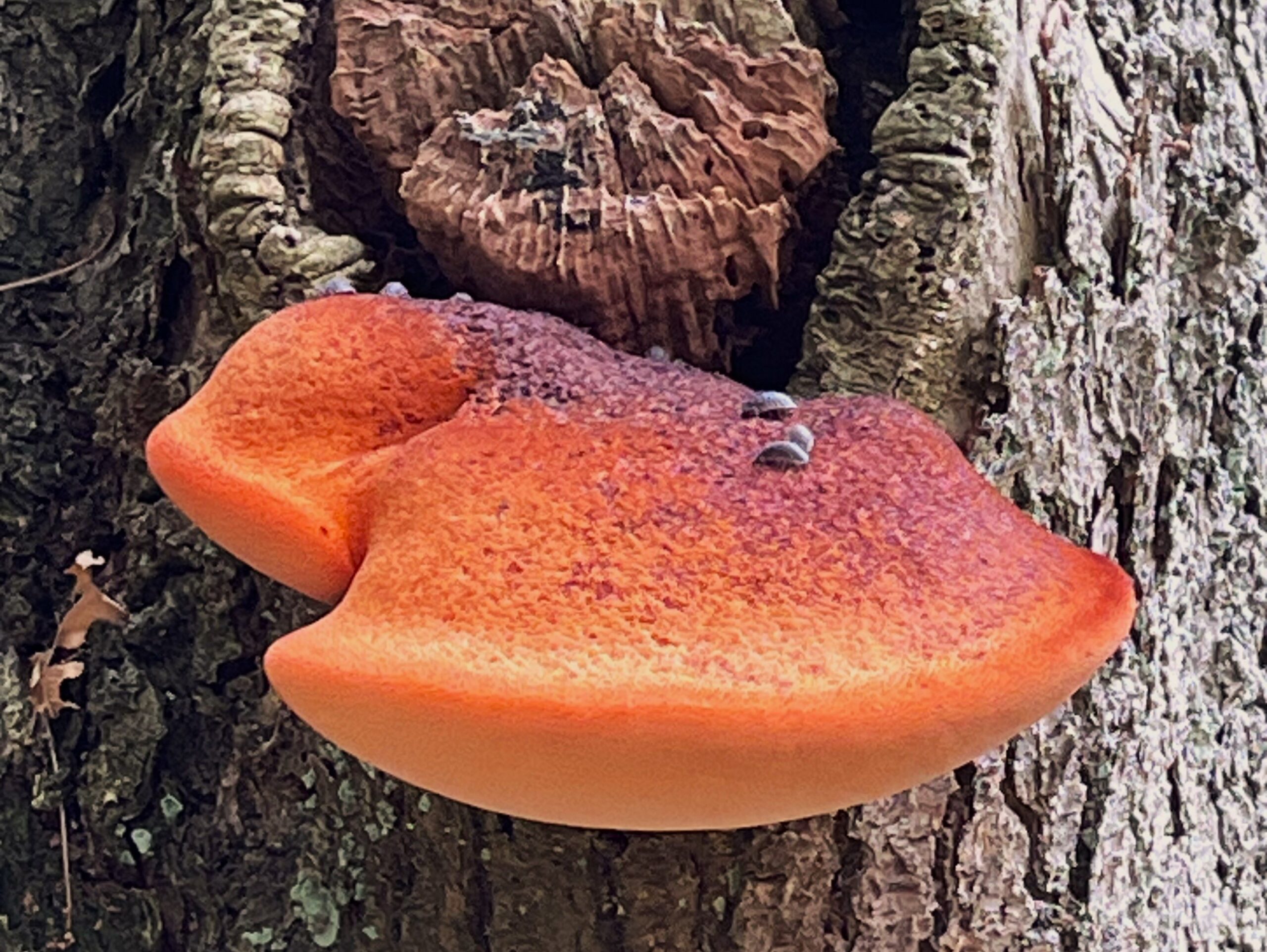 2025 – 37 De biefstukzwam