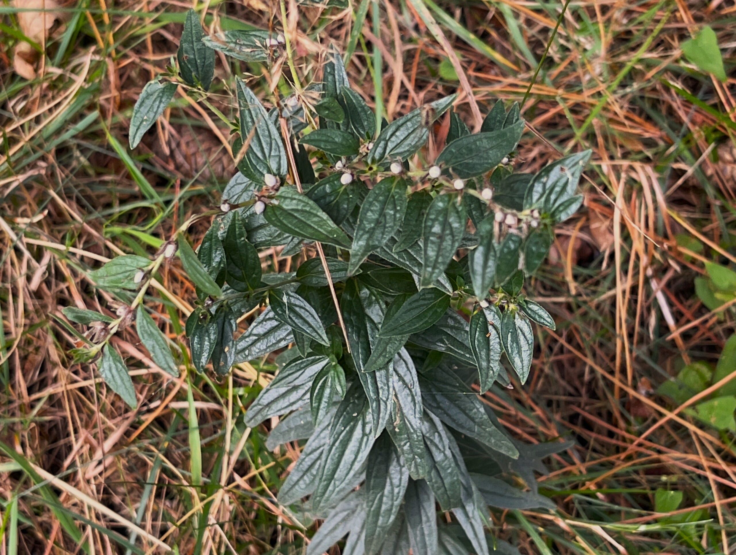 2025 – 38 Glad parelzaad