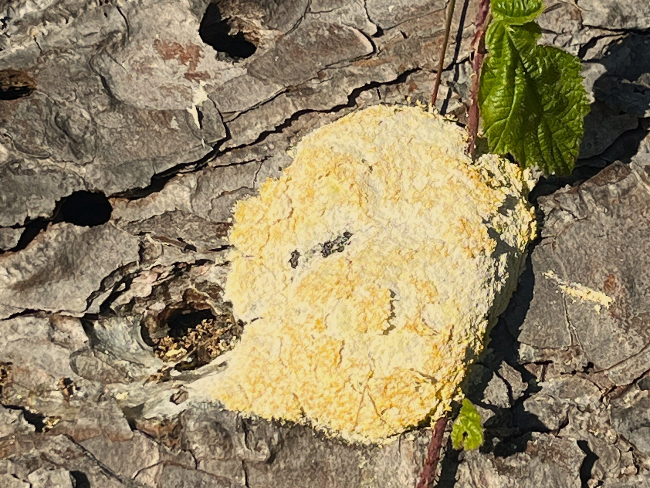 2025 – 36 Heksenboter