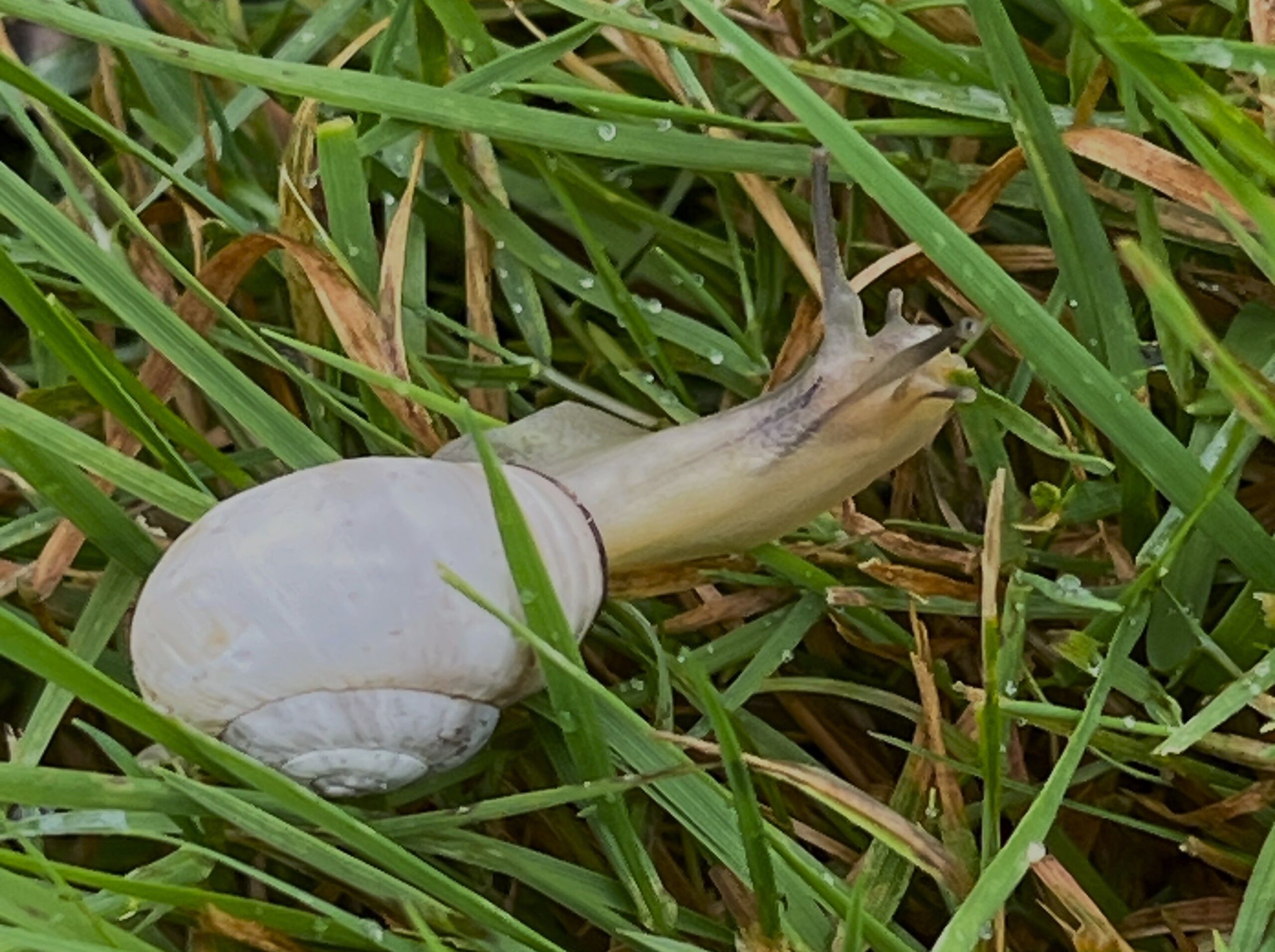 2025 – 39 De zandslak