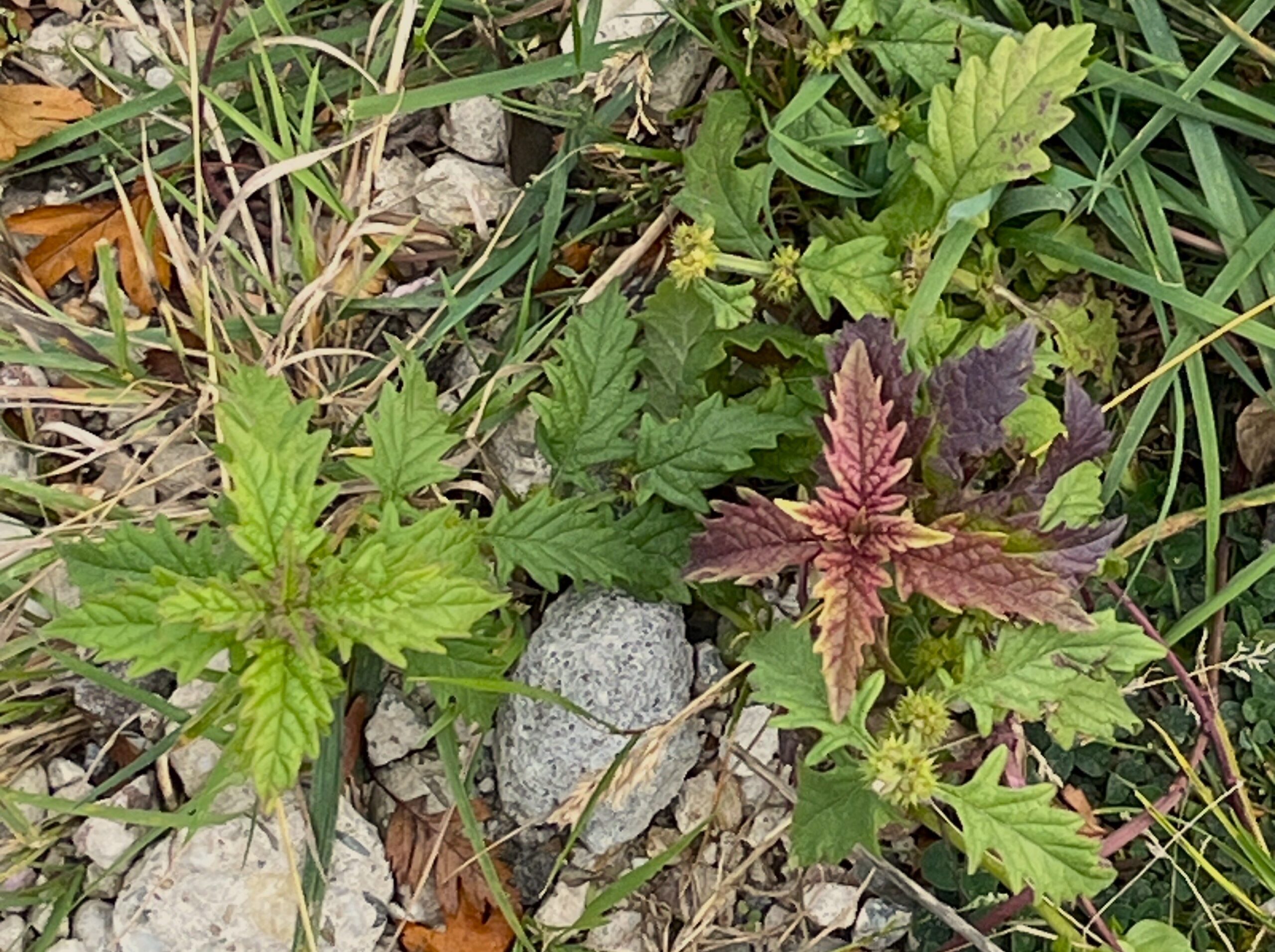 2025 – 42 Wolfspoot