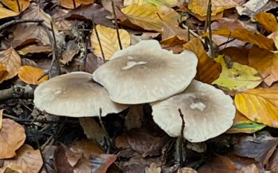 2025 – 47 De nevelzwam