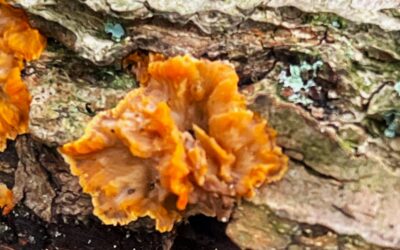 2025 – 46 De oranje aderzwam