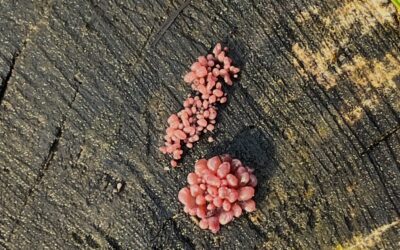 2025 – 48 De paarse knoopzwam