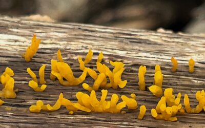 2025 – 49 Geel hoorntje