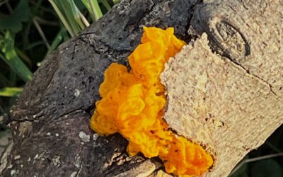 2026 – 01 De gele trilzwam