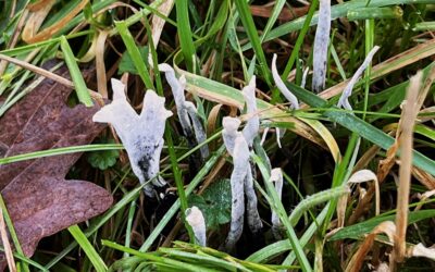 2025 – 52 De geweizwam