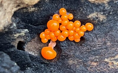 2025 – 51 Myxomyceet indet