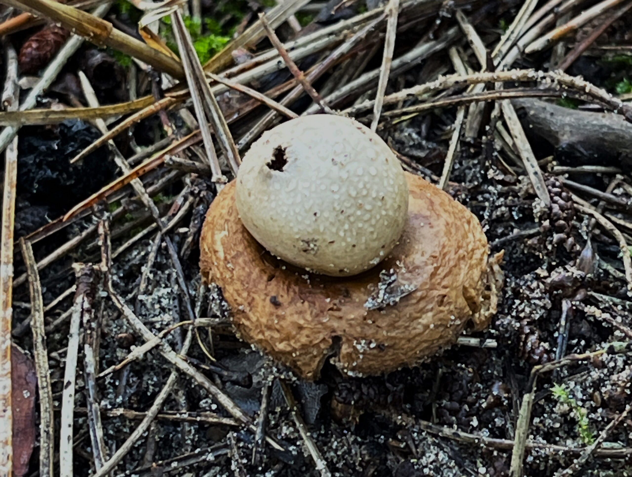 2026 – 05 De gewimperde aardster