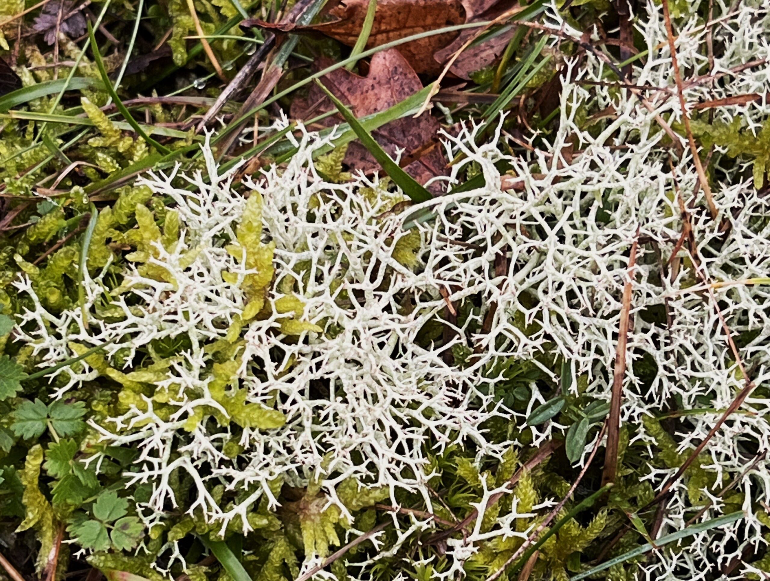 2026 – 04 Open rendiermos