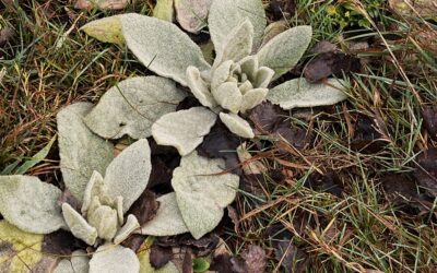 2026 – 03 De toorts