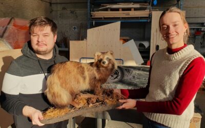 Wasbeerhond in Waarderpolder