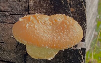 2026 – 02 De wollige bundelzwam