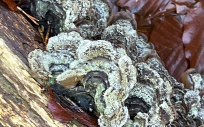 2026 – 09 Viltig judasoor