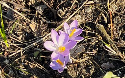 2026 – 10 Boerenkrokus