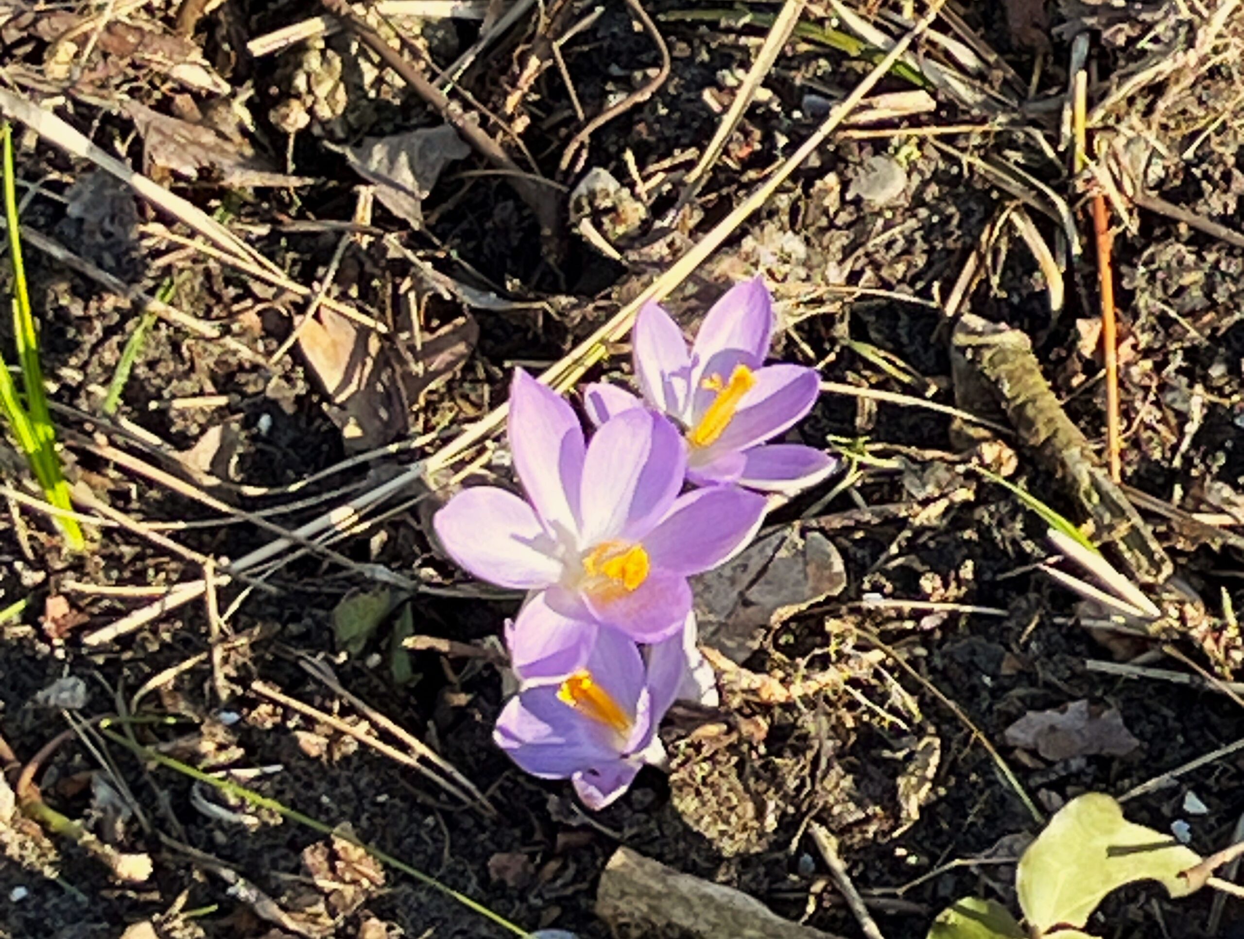 2026 – 10 Boerenkrokus