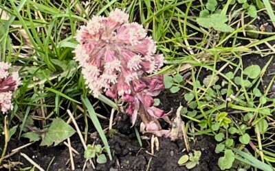 2026 – 11 Groot hoefblad