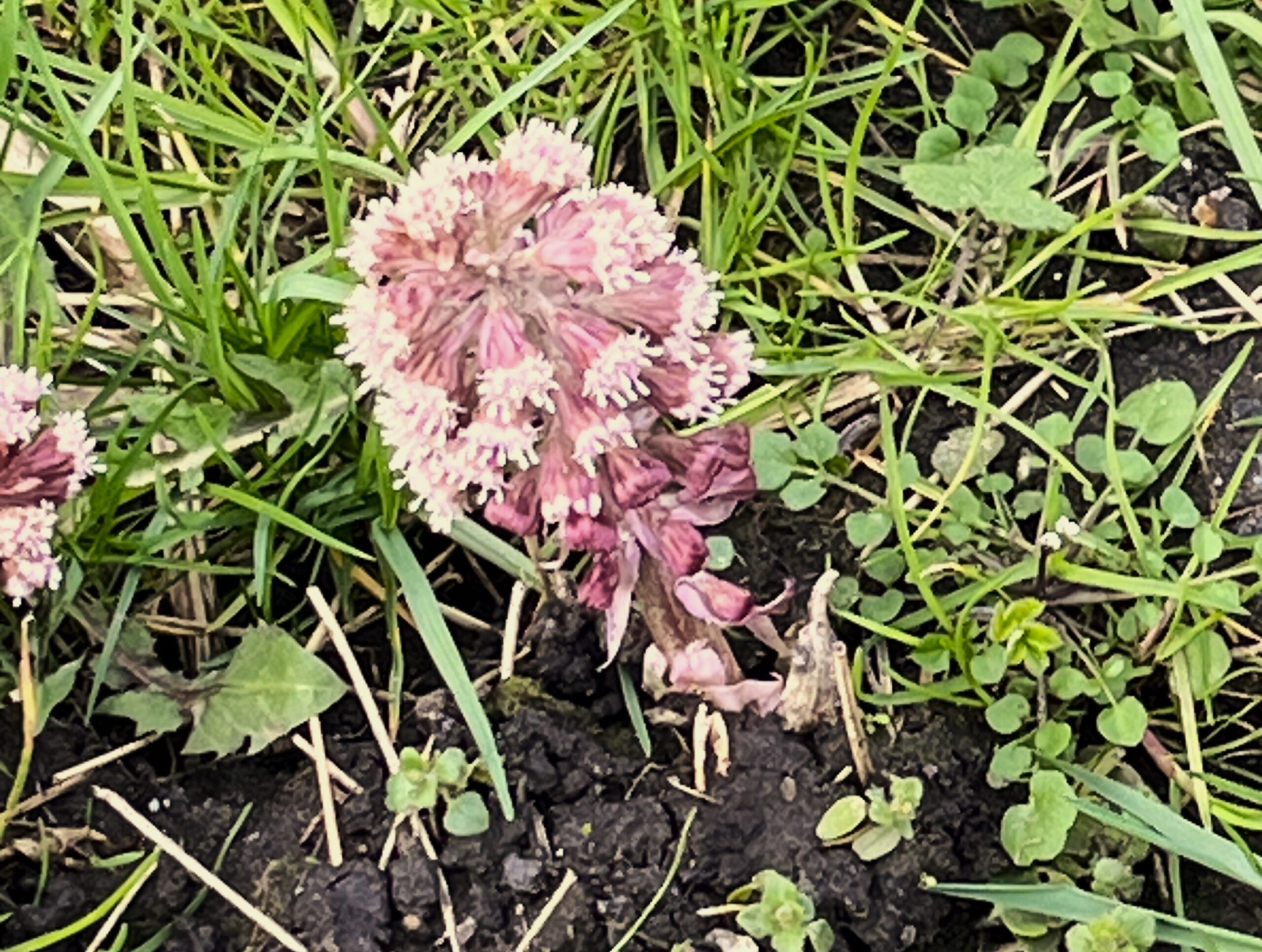 2026 – 11 Groot hoefblad