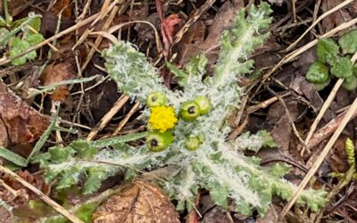 2026 – 12 Klein kruiskruid