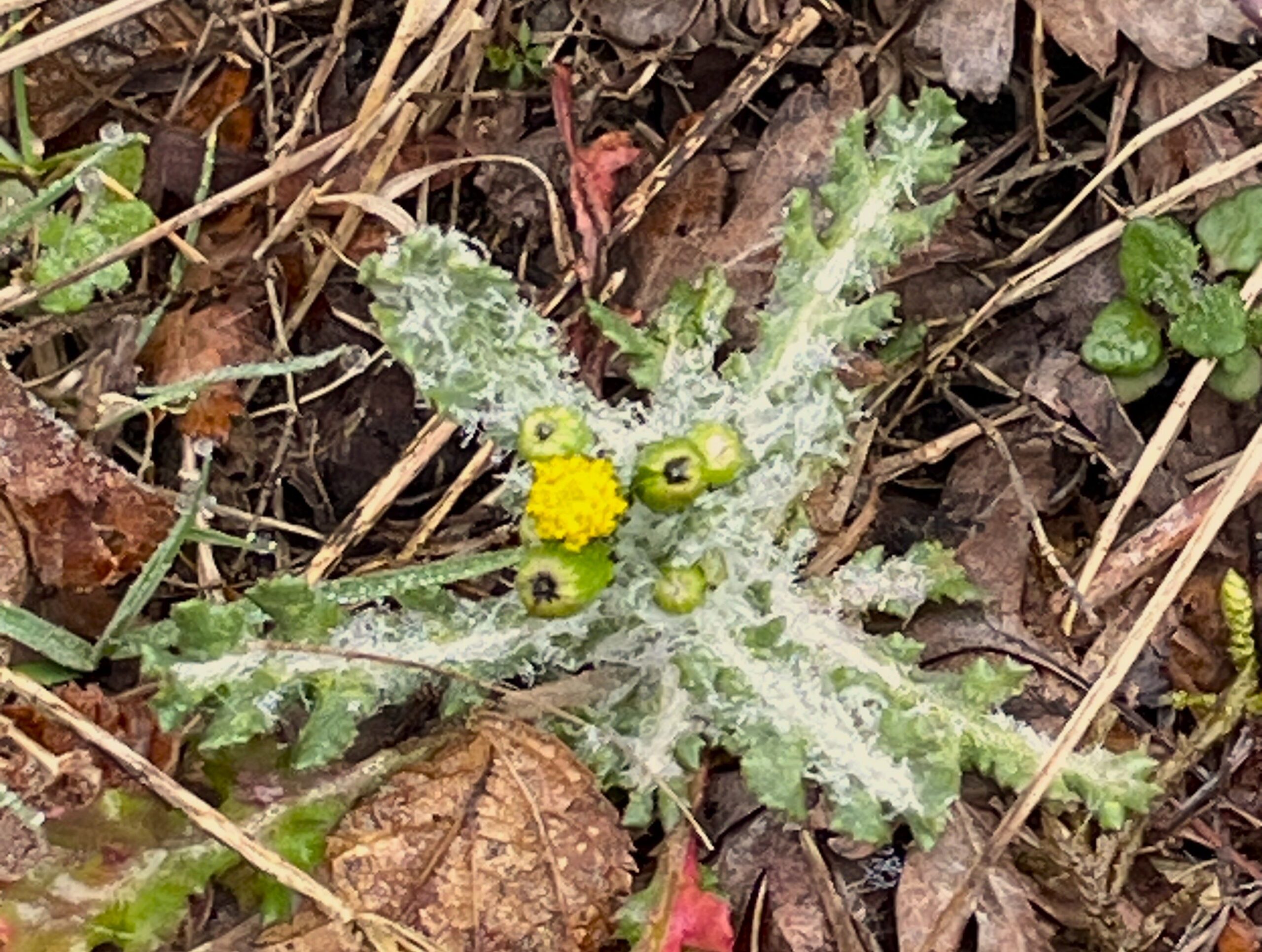 2026 – 12 Klein kruiskruid