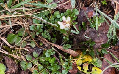 2026 – 13 Kleine veldkers